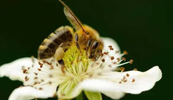 天辰注册蜜蜂为何突然神秘消失？（转）