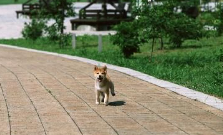 动物与人天辰注册